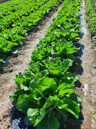 김권수님의 양파 · 자유게시판 작성글 사진