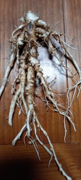 팜모닝 기타작물·병해충상담 게시글 이미지