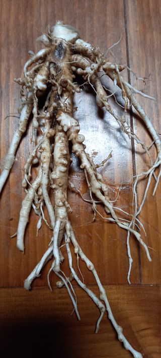 영원한한길님의 기타작물 · 병해충상담 작성글 사진