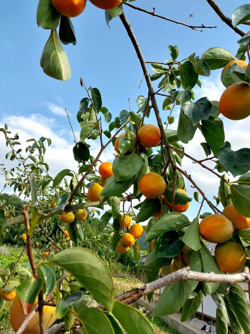 김호영님의 장터 판매 상품 [대봉감 ] 첨부 사진