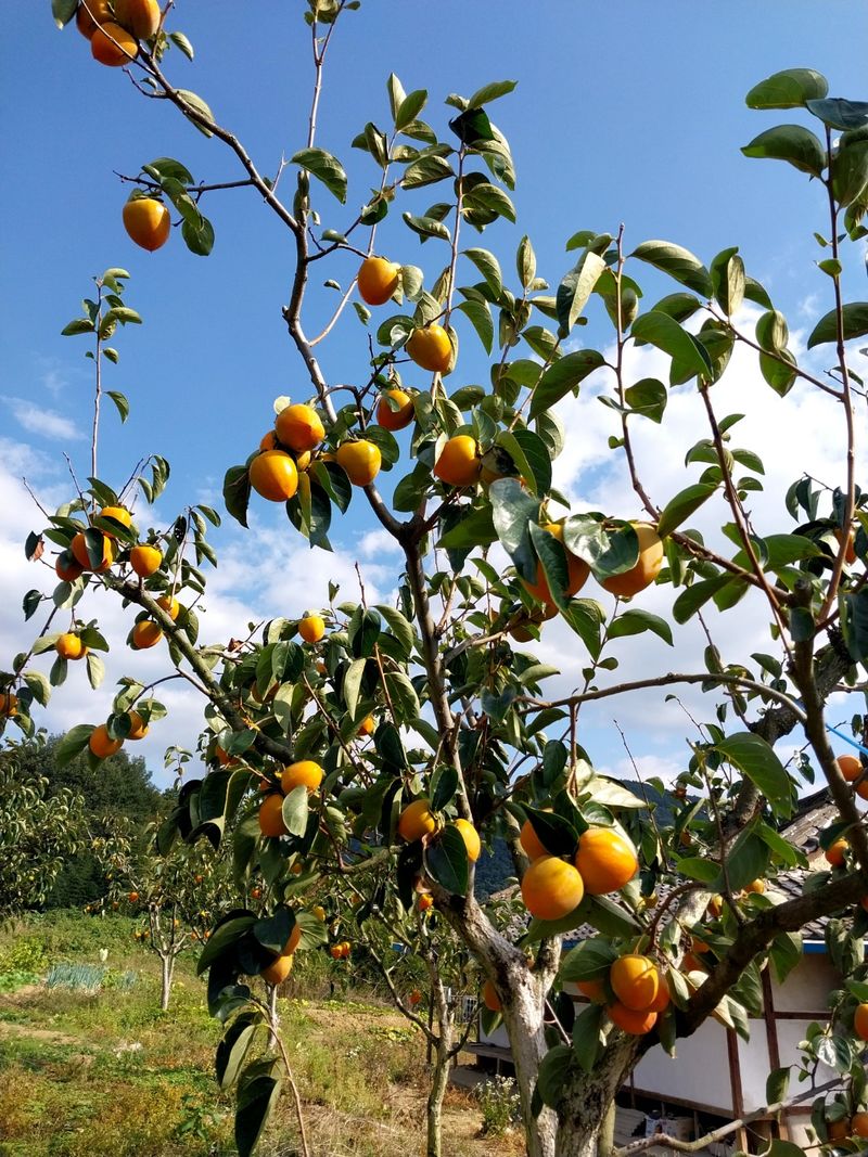 김호영님의 장터 판매 상품 [대봉감 ] 첨부 사진