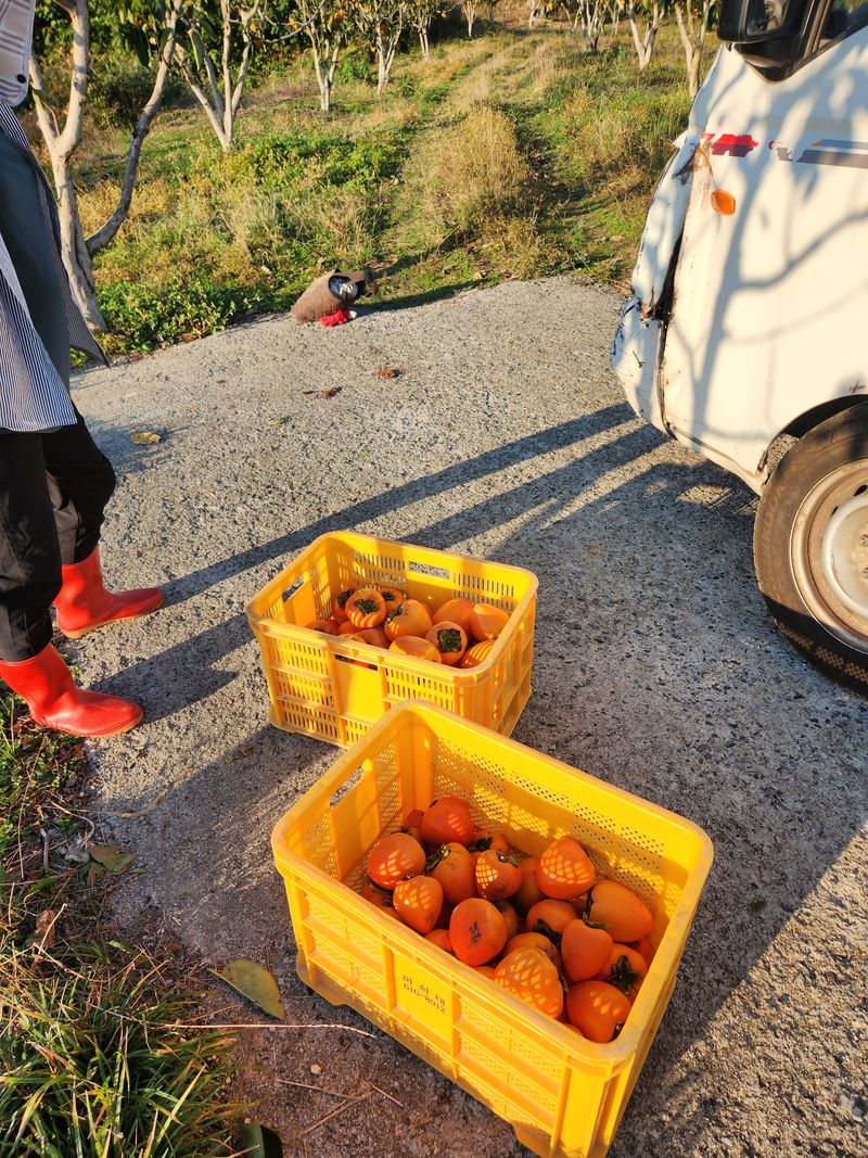 김호영님의 장터 판매 상품 [대봉감 ] 첨부 사진