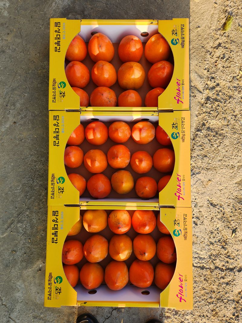 김호영님의 장터 판매 상품 [대봉감 ] 첨부 사진