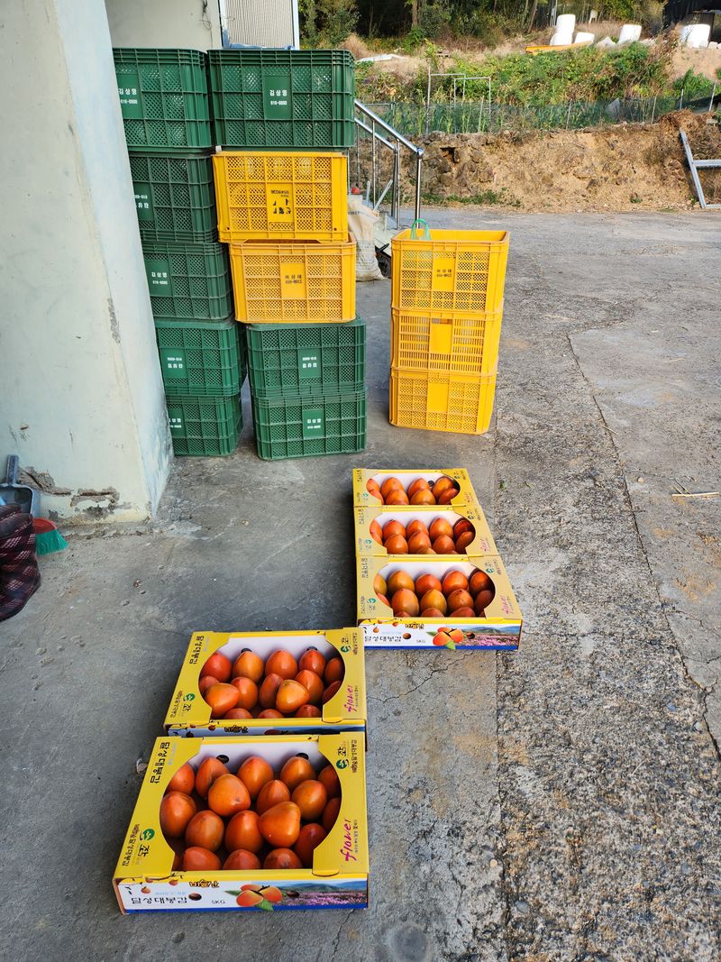 장터 상품 [대봉감 ] 썸네일