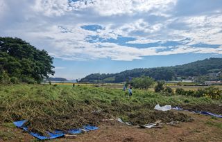 밝은숲님의 옥수수 · 자유게시판 작성글 사진