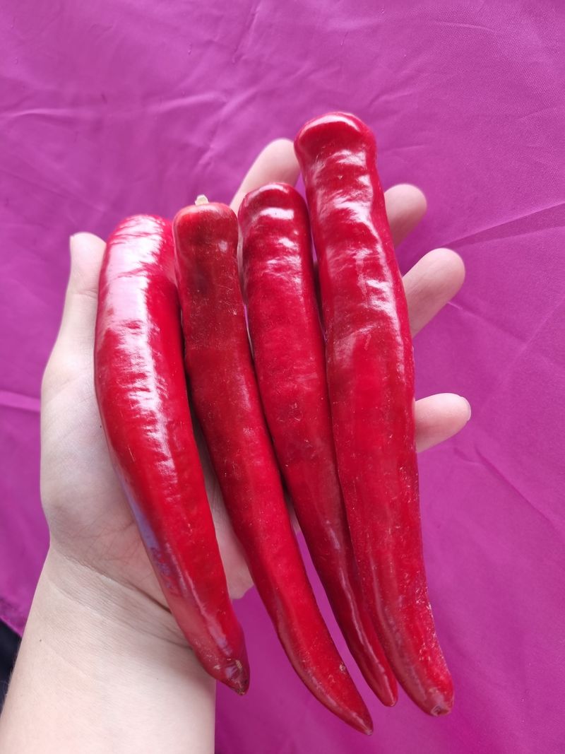 아이농장님의 장터 판매 상품 [🌶 해남 고춧가루(화건) 🌶 한근(600g) -14000 5근이상 무료배송!] 첨부 사진