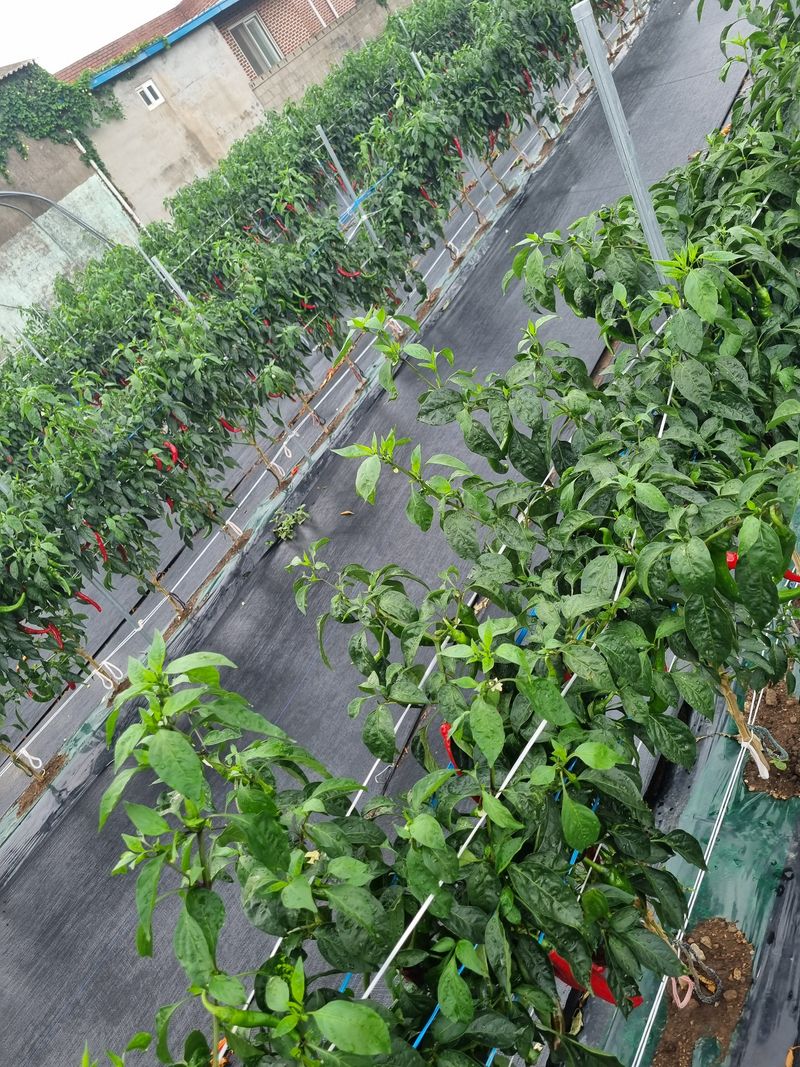 아이농장님의 장터 판매 상품 [🌶 해남 고춧가루(화건) 🌶 한근(600g) -14000 5근이상 무료배송!] 첨부 사진