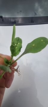 팜모닝 시금치·병해충상담 게시글 이미지