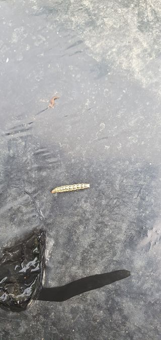 방홍석님의 기타작물 · 병해충상담 작성글 사진