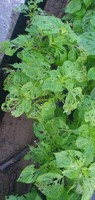 방홍석님의 기타작물 · 병해충상담 작성글 사진