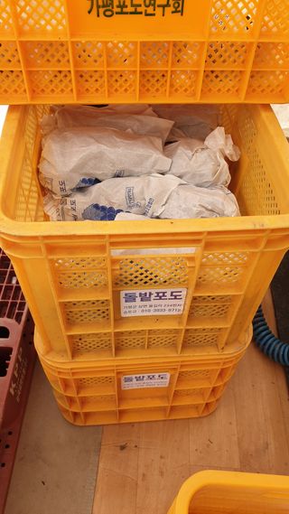 운악산돌밭포도님의 작성글 사진