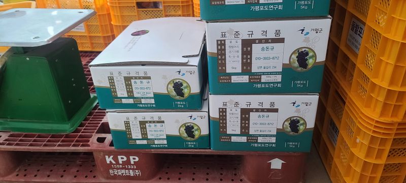 장터 상품 [포도 5kg 40,000원 10kg 80,000원  ] 썸네일