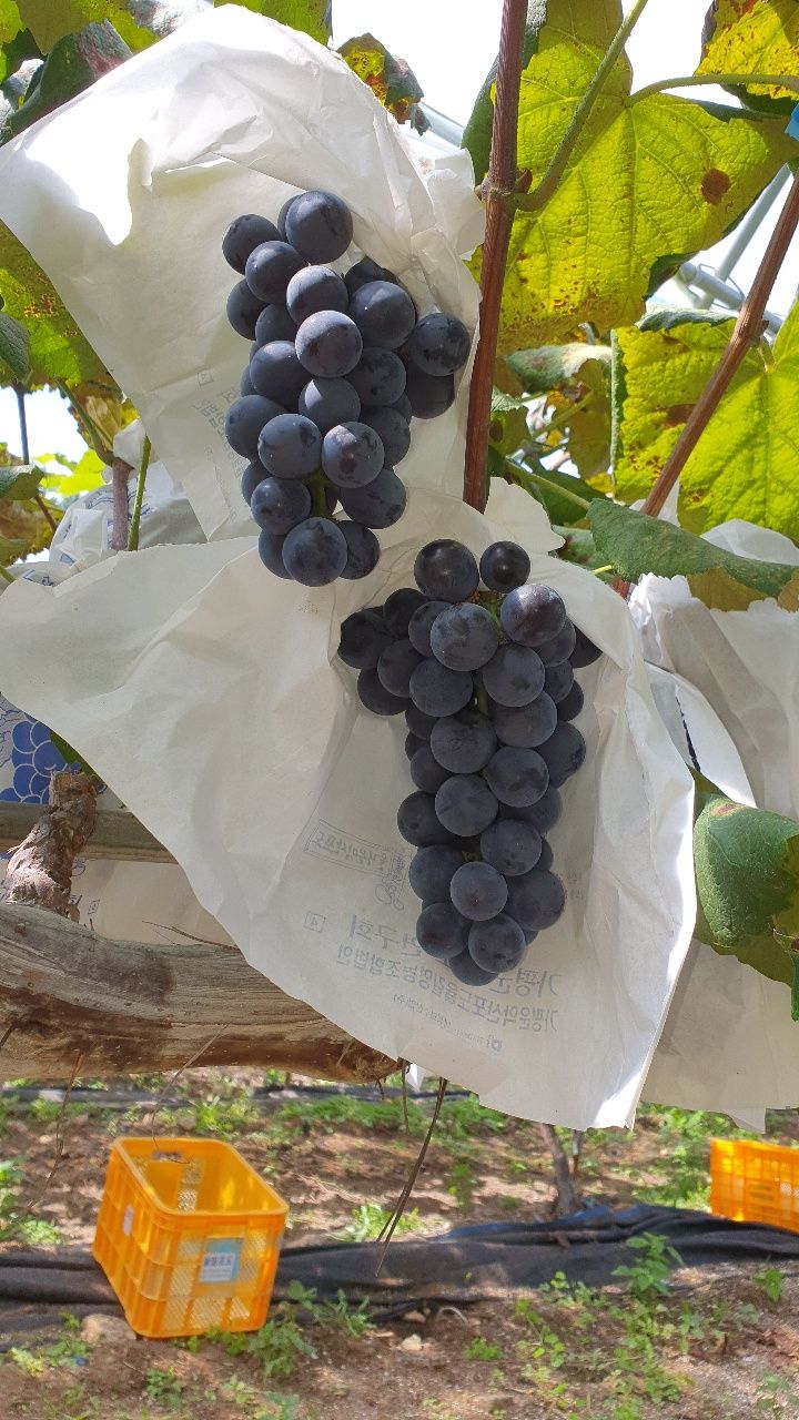 운악산돌밭포도님의 장터 판매 상품 [포도 5kg 40,000원 10kg 80,000원  ] 첨부 사진