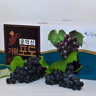 운악산돌밭포도님의 작성글 사진