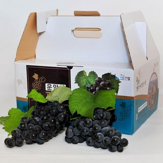 운악산돌밭포도님의 작성글 사진