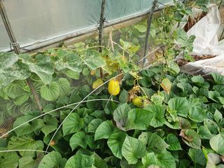 김권수님의 오이 · 자유게시판 작성글 사진