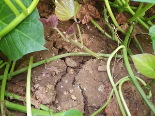 김권수님의 오이 · 자유게시판 작성글 사진