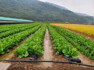 김권수님의 오이 · 자유게시판 작성글 사진