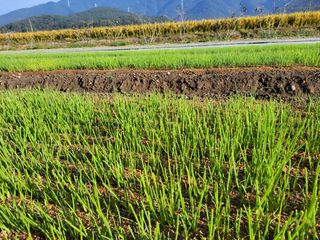 월산 양파님의 사과 · 일상 작성글 사진