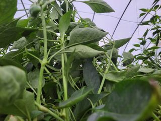 알 수 없음님의 고추 · 병해충상담 작성글 사진