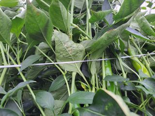 알 수 없음님의 고추 · 병해충상담 작성글 사진