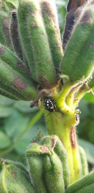 작은농부님의 참깨 · 병해충상담 작성글 사진