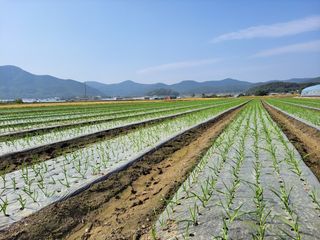 월산 양파님의 포도 · 자유게시판 작성글 사진