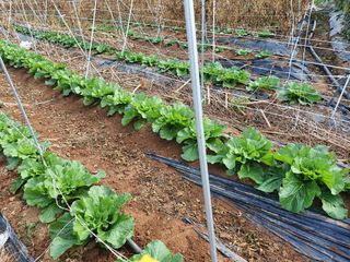 김권수님의 복숭아 · 자유게시판 작성글 사진