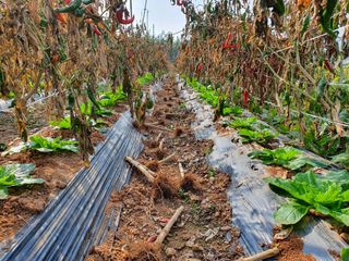 김권수님의 복숭아 · 자유게시판 작성글 사진