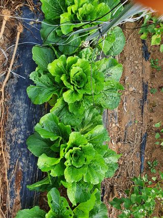 김권수님의 복숭아 · 자유게시판 작성글 사진