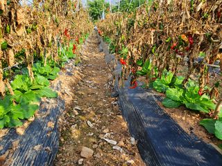김권수님의 복숭아 · 자유게시판 작성글 사진