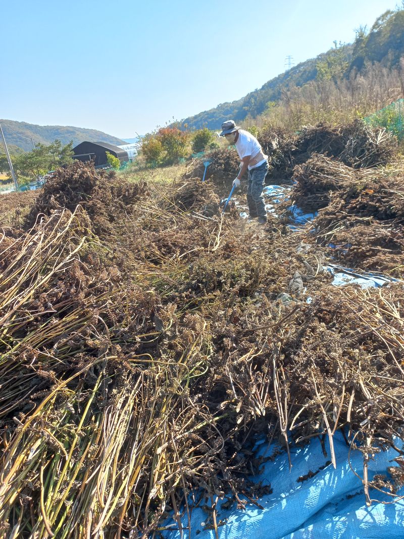 장터 상품 [들깨 6키로한말  8만 원에올립니다] 썸네일