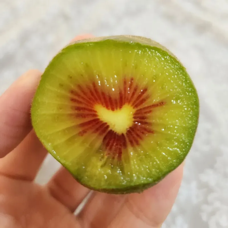 가근한제주(김상호)님의 장터 판매 상품 [제주 레드키위 3kg 벌크포장, 5kg 용기포장 됩니다.] 첨부 사진