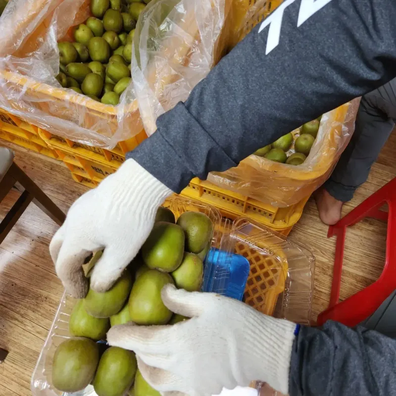 가근한제주(김상호)님의 장터 판매 상품 [제주 레드키위 3kg 벌크포장, 5kg 용기포장 됩니다.] 첨부 사진