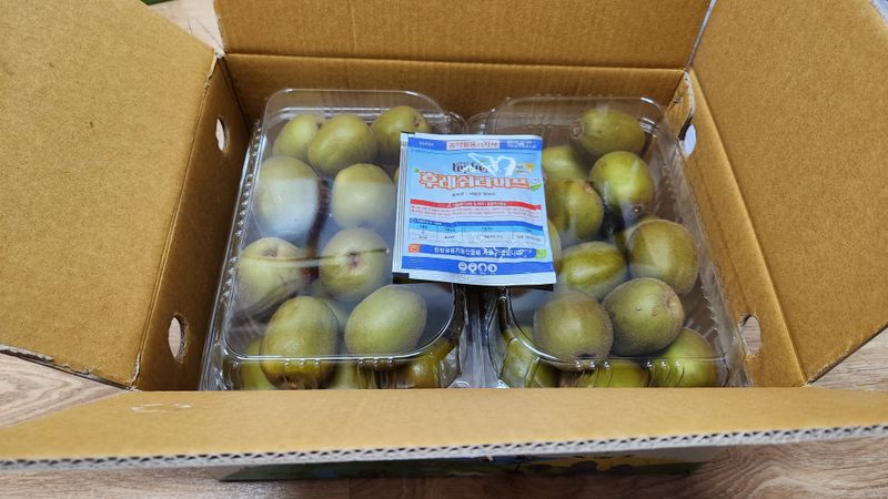 가근한제주(김상호)님의 장터 판매 상품 [제주 레드키위 3kg 벌크포장, 5kg 용기포장 됩니다.] 첨부 사진