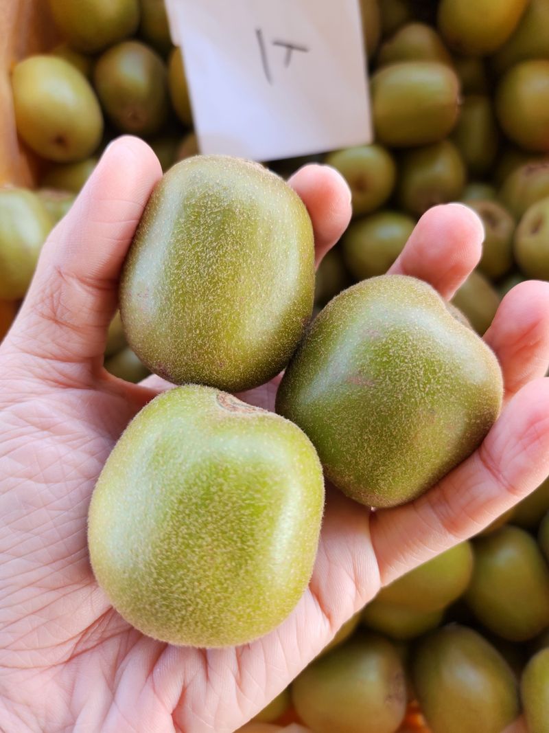 장터 상품 [제주 레드키위 3kg 벌크포장, 5kg 용기포장 됩니다.] 썸네일