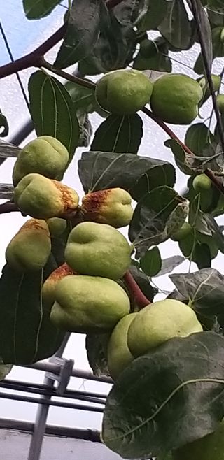 두바이님의 기타작물 · 병해충상담 작성글 사진