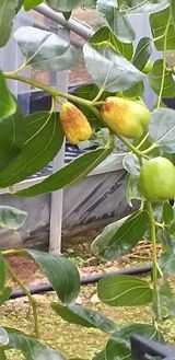 팜모닝 기타작물·병해충상담 게시글 이미지