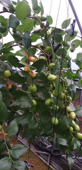 두바이님의 기타작물 · 병해충상담 작성글 사진