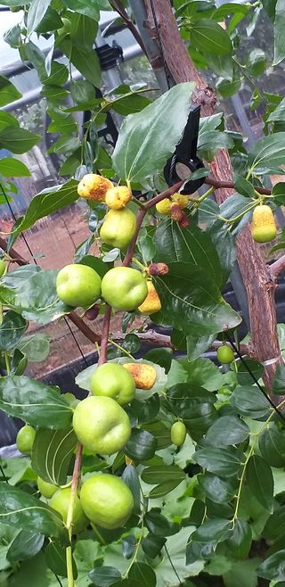 두바이님의 기타작물 · 병해충상담 작성글 사진