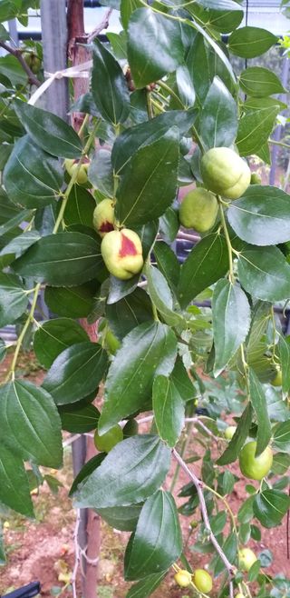 두바이님의 기타작물 · 병해충상담 작성글 사진