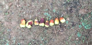 두바이님의 기타작물 · 병해충상담 작성글 사진