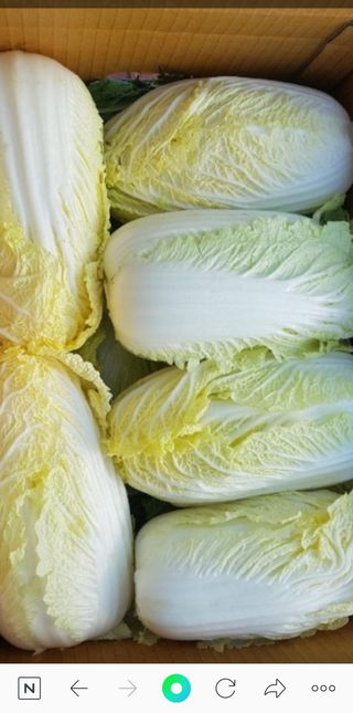 표고버섯9493님의 작성글 사진