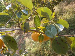 정도석 님의 감 · 병해충상담 작성글 사진