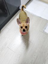 팜모닝 양배추·자유게시판 게시글 이미지