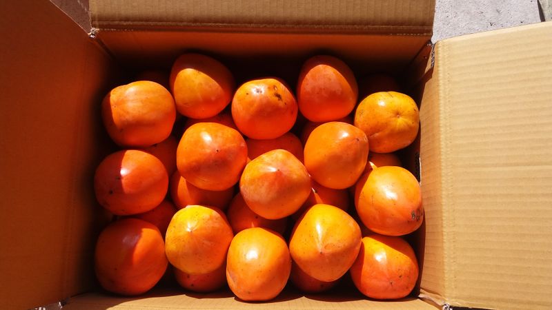 최우식님의 장터 판매 상품 [대봉감 15kg 기준 40,000-50,000원 택비포함입니다] 첨부 사진