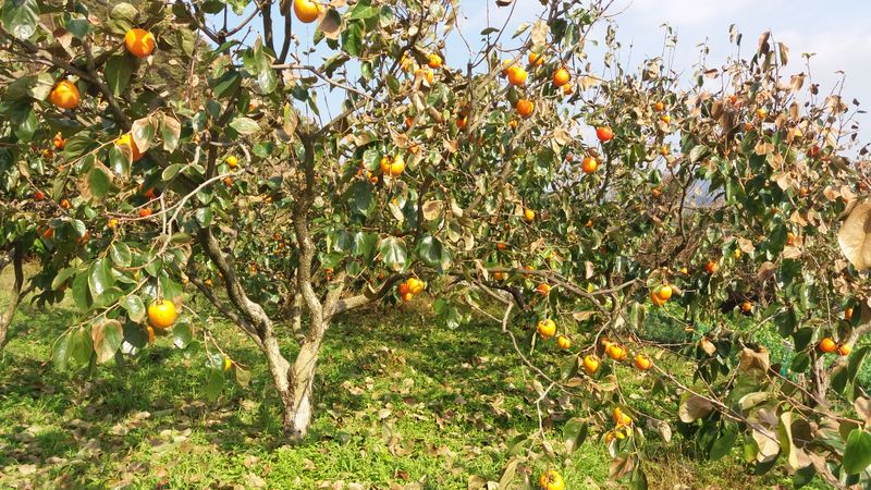 장터 상품 [대봉감 15kg 기준 40,000-50,000원 택비포함입니다] 썸네일