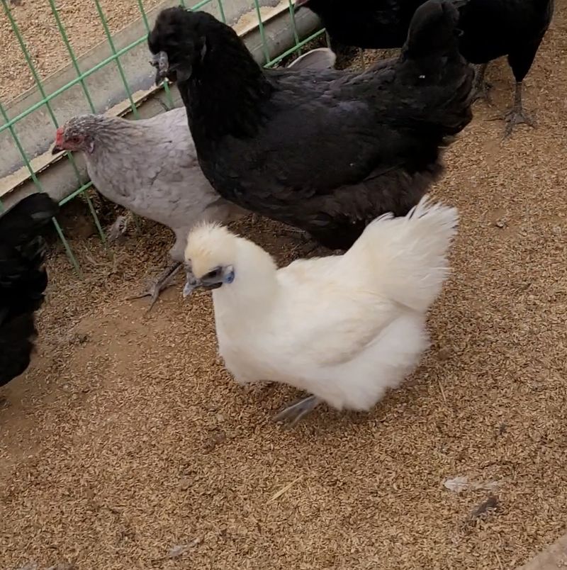 장터 상품 [백봉오골계 성조 마리당 15,000원] 썸네일