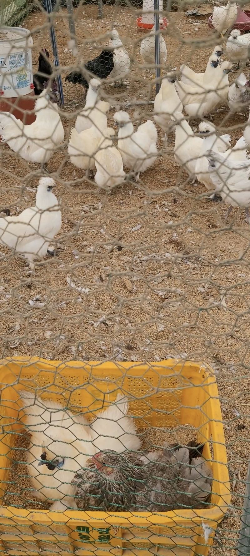 홍성샤인농부님의 장터 판매 상품 [백봉오골계 성조 마리당 15,000원] 첨부 사진