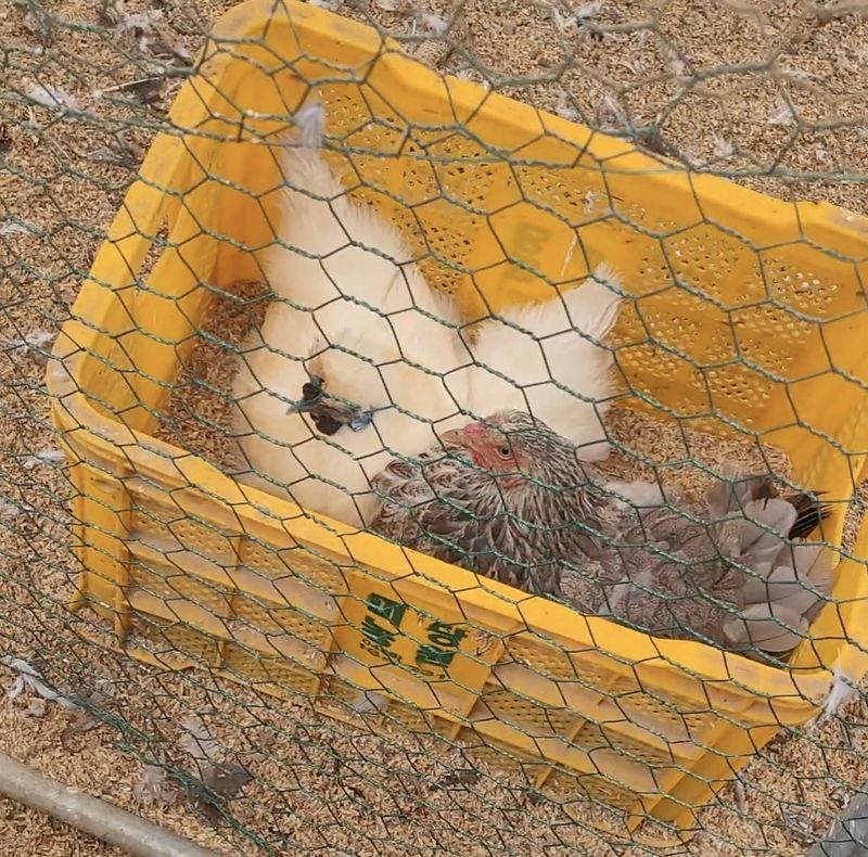 홍성샤인농부님의 장터 판매 상품 [백봉오골계 성조 마리당 15,000원] 첨부 사진